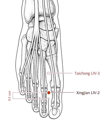 LIV 13 Acupuncture Point