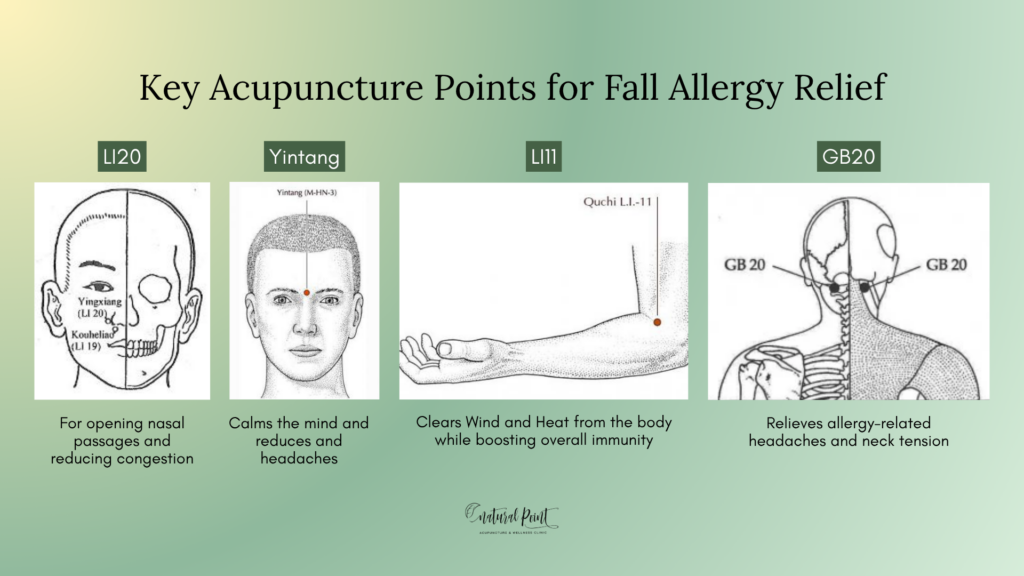 Acupuncture points for fall allergy relief sinus congestion Houston TCM